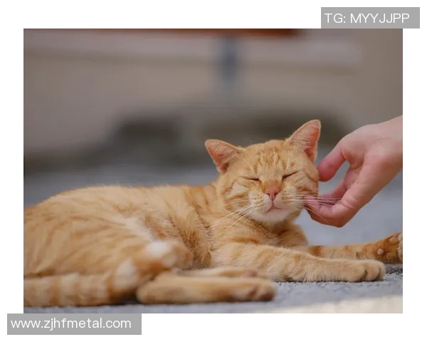 足球明星名字命名的猫咪们趣味大集合你最喜欢哪一只猫咪呢